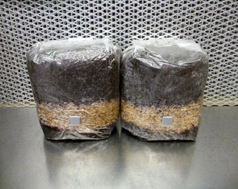 Large ALL-IN-ONE 8 lb 2-Pack Dung-Lover's Mushroom Kit  - 2 x Medium 4 lb Bag w/ Injection Port!