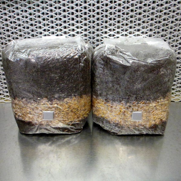 Large ALL-IN-ONE 8 lb 2-Pack Dung-Lover's Mushroom Kit  - 2 x Medium 4 lb Bag w/ Injection Port!