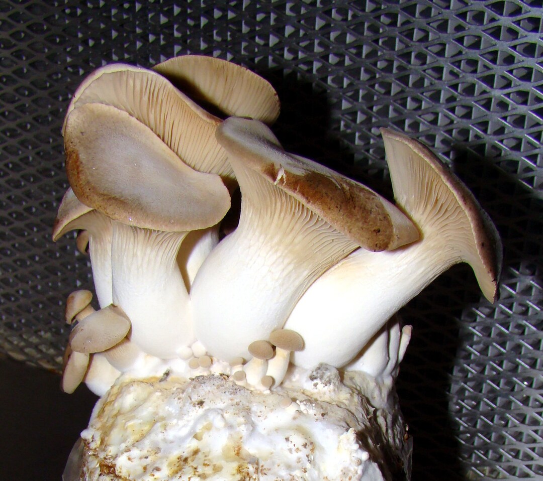 King Oyster Mushroom Grow Bag stephen King Strain Pleurotus Eryngii Already Inoculated Grow Your