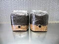 All-in-One 8 lb LARGE Dung-Lover's Mushroom Kit  - 2 x 4 lb Bags w/ Injection Port!
