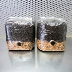All-in-One 8 lb LARGE Dung-Lover's Mushroom Kit  - 2 x 4 lb Bags w/ Injection Port!