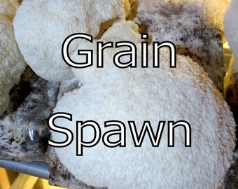 Lion's Mane (H. erinaceus) Grain Spawn - Lion's Pride Commercial Strain - Colonized - 2+ lbs (1 kg) / 2 quart approx.