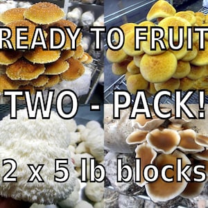 TWO Mushroom Grow Kits - Personalized Mushroom Kit Multi-Pack - Inoculated & Ready to Fruit!