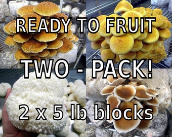 TWO Blocks Your Choice Mushroom Kit Multi-Pack! - Inoculated & Ready to Fruit