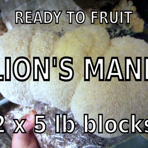 2X Lion&#39;s Mane Mushroom Grow Kits (H. erinaceus) - Inoculated, Growing, & Guaranteed Clean - Grow Gourmet Mushrooms at Home!