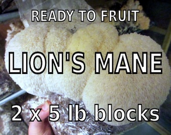 TWO Pack Lion's Mane Mushroom Grow Bag (H. erinaceus) - Already Inoculated! - Grow Your Own Mushrooms!