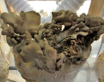 Maitake / Hen of the Woods (G. frondosa) - Inoculated & Ready to Fruit Mushroom Grow Kit - Great for a Challenge!
