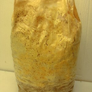 Chicken of the Woods (L. sulphureus) - Inoculated & Ready to Fruit Mushroom Grow Kit - Great for a Challenge!