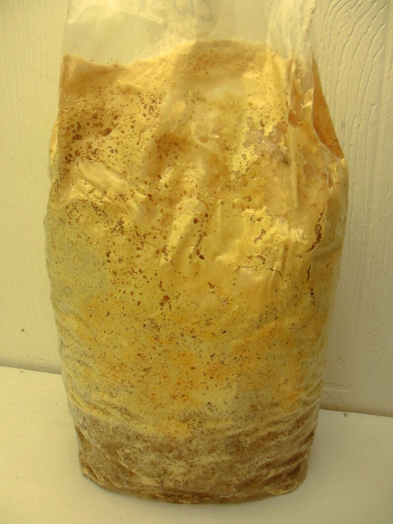 Chicken of the Woods L. sulphureus Inoculated & Ready to Fruit Mushroom Grow Kit Great for a Challenge image 1