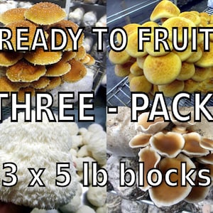 THREE Blocks Your Choice Mushroom Kit Multi-Pack! - Inoculated & Ready to Fruit