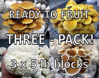 THREE Blocks Your Choice Mushroom Kit Multi-Pack! - Inoculated & Ready to Fruit