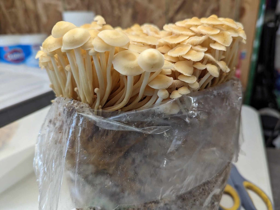 30 Sacs De Culture Pour Champignons - 32 X 50 Cm, Filtre 0,2 Microns, Pour Shiitake, Pleurotes, Etc.
