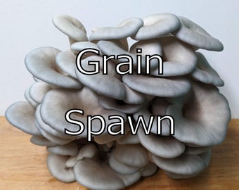 King Blue Oyster (Pleurotus hybrid) Grain Spawn - Colonized - 2+ lbs (1 kg) / 2 quart approx.