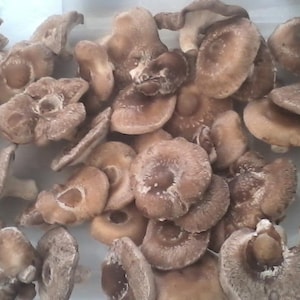 Shiitake 3782 Mushroom Grow Kit (L. edodes) - Already Inoculated - Grow Gourmet Mushrooms at Home!