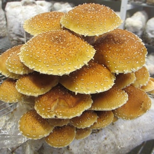 Chestnut Mushroom Grow Kit (P. adiposa) - Already Inoculated - Grow Gourmet Mushrooms at Home!