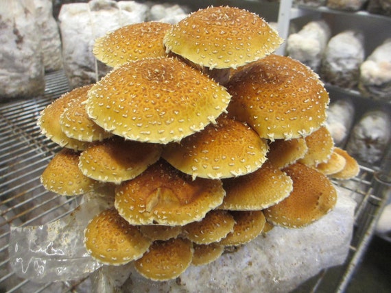 Sac de culture de champignons châtaigniers P. adiposa Kit de champignons  colonisés et prêts à fructifier -  France