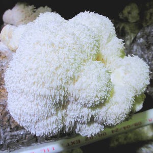 Lion's Mane Mushroom Grow Kit (H. erinaceus) - Already Inoculated - Grow Gourmet Mushrooms at Home!