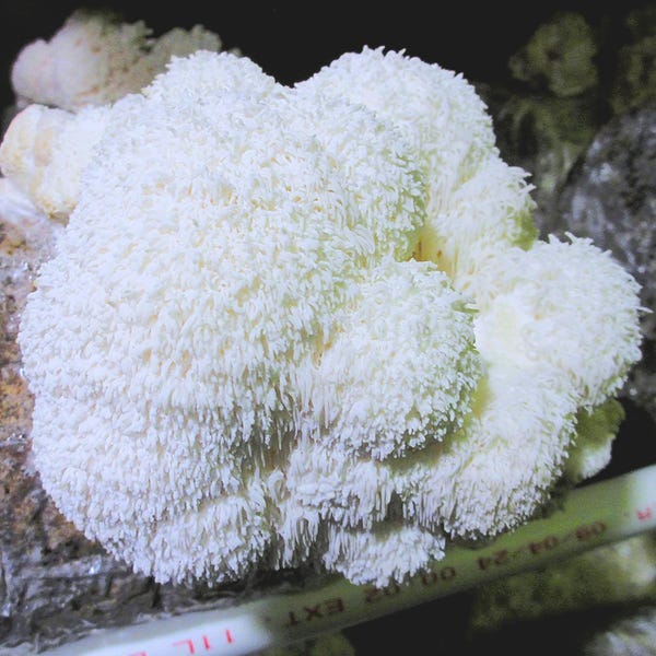 Lion's Mane Mushroom Grow Kit (H. erinaceus) - Already Inoculated - Grow Gourmet Mushrooms at Home!