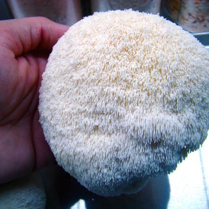 Lion's Mane Mushroom Grow Bag (H. erinaceus) - Already Inoculated! - Grow Your Own Mushrooms!