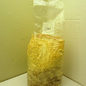 Chicken of the Woods L. sulphureus Inoculated & Ready to Fruit Mushroom Grow Kit Great for a Challenge image 2