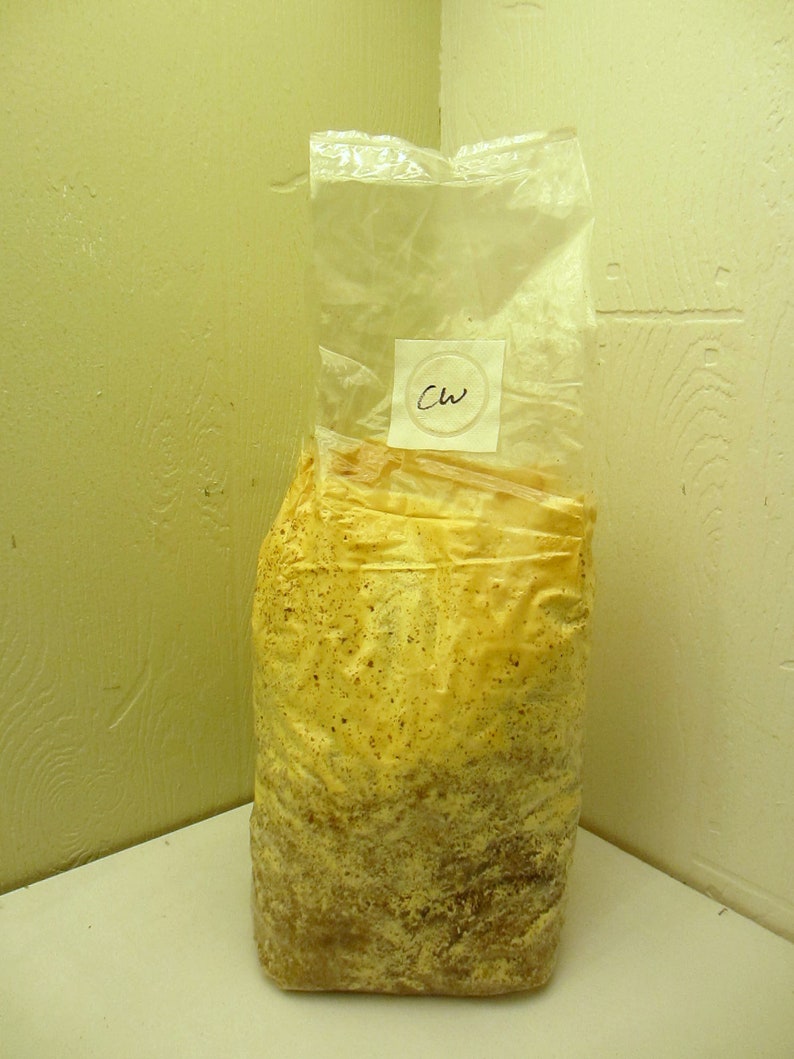 Chicken of the Woods L. sulphureus Inoculated & Ready to Fruit Mushroom Grow Kit Great for a Challenge image 2