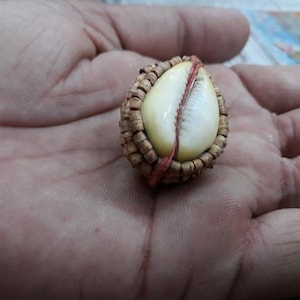May include: A small, white seashell with a red string wrapped around it. The shell is surrounded by a brown, woven casing.