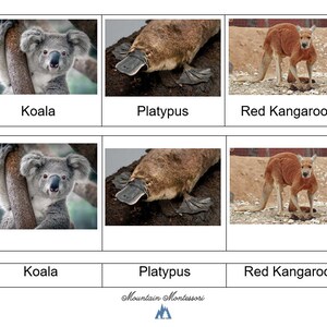 Tarjetas de 3 partes de Animales de Australia