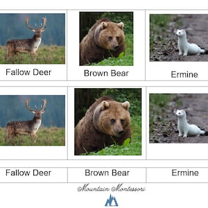 Tarjetas de 3 partes de Animales de Europa