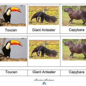 Animales de Sudamérica Tarjetas de 3 partes-Montessori