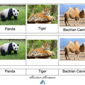 Dieren van Azië 3-delige kaarten