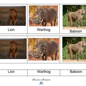 Animals of Africa 3-Part Cards