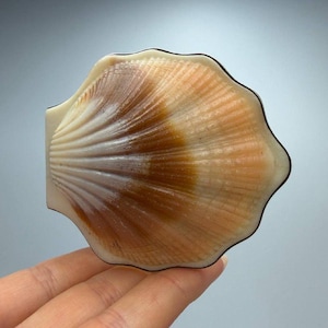 Pode incluir: Um objeto decorativo em forma de concha com borda ondulada. A concha apresenta um gradiente de cores creme e castanho com detalhes canelados. O objeto tem uma borda escura e uma base retangular.