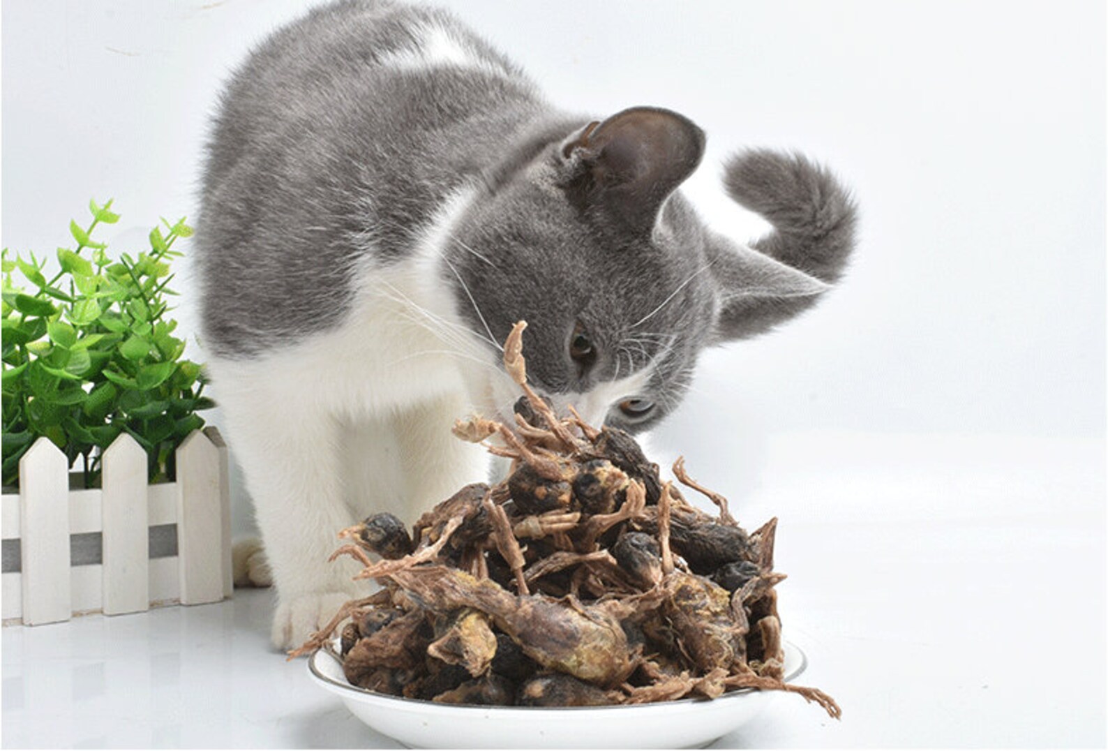 Dried Quail Natural Additivefree Cat Snacks Cat Food Freezedried