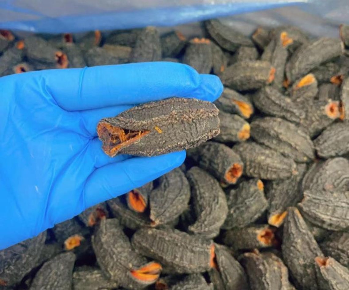 Icelandic Sea Cucumber 250g per Pack Etsy