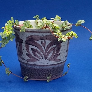 May include: A small potted plant with trailing vines in a white ceramic pot with a brown floral pattern. The pot has a textured surface.