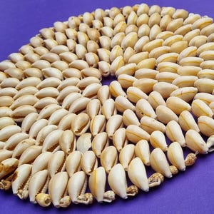 Peut inclure: Sous-verre ovale composé de nombreux petits coquillages de couleur crème. Les coquillages sont disposés en cercle, avec quelques coquillages plus foncés parsemés. Le sous-verre est posé sur un fond violet uni, créant un contraste.