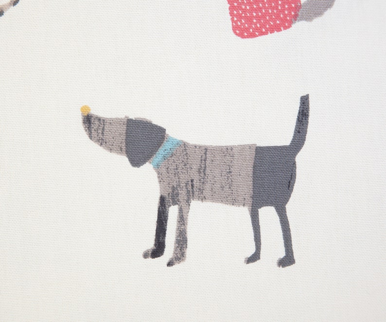 K&ouml;nnte beinhalten: Ein grauer und schwarzer Hund mit einem blauen Halsband schaut nach oben. Der Hund befindet sich auf einem wei&szlig;en Hintergrund.