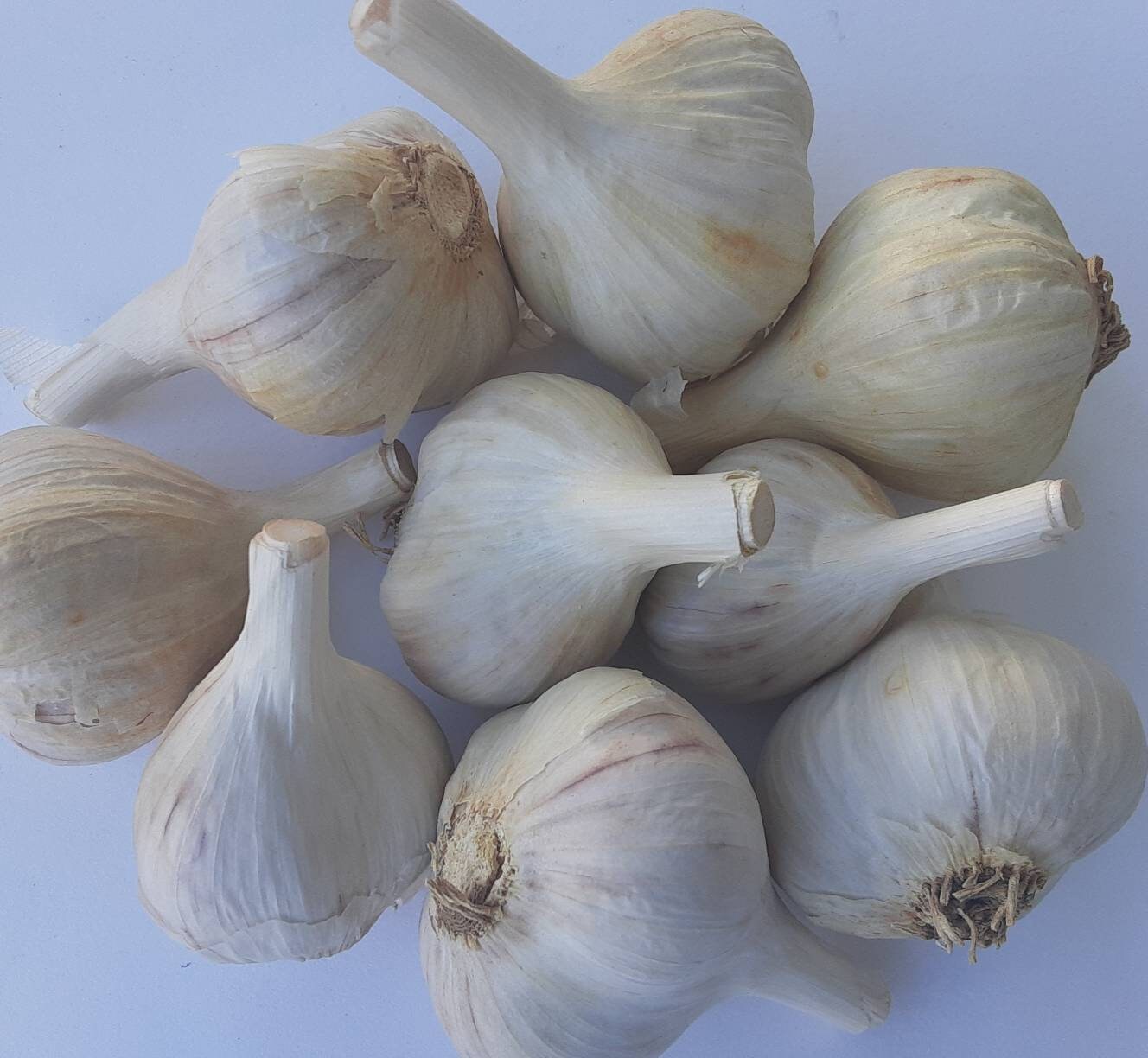 PRE ORDER 1 Pound Fire Garlic Hardneck Organically Etsy