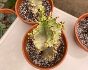 Euphoria Ammak Varegata/African Golden Caldelabra