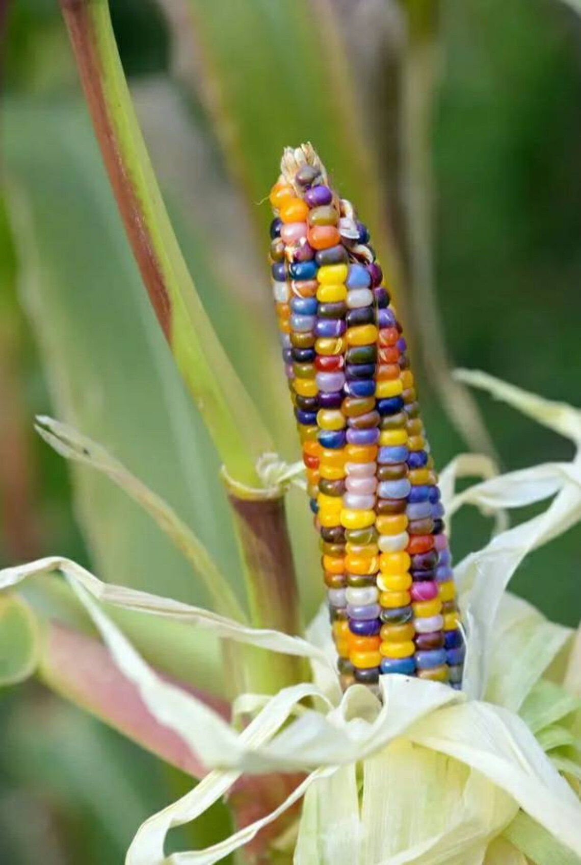 Glass Gem translucent multicolored Edible Corn ORGANIC 5 Etsy