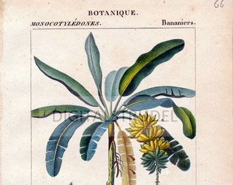 1829 Antyczny botaniczny druk drzewa bananowego - Musa Sapentium - Rzadki ręcznie barwiony grawer - DIGITAL DOWNLOAD