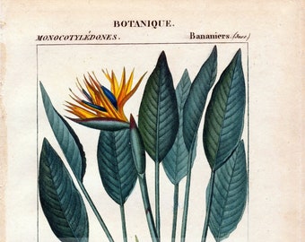 1829 Antyczny botaniczny wydruk rośliny rajskiego ptaka - rzadka ręcznie kolorowana rycina - CYFROWE POBIERANIE