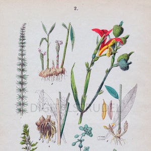 May include: A botanical illustration depicting various plants, including a red and yellow flower with green leaves, a green plant with a red berry, and several plants with roots and rhizomes. The illustration is labelled with numbers 1 through 9.