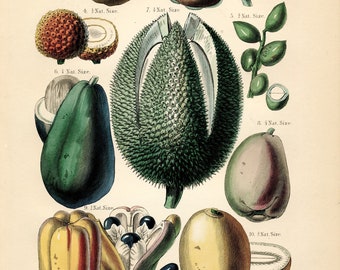 1870 Antyczny botaniczny wydruk owoców - Mango - Mangostan - Awokado - Liczi - Durian - Pistacje - POBIERANIE CYFROWE