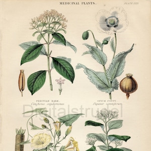 1870 Antique Botanical Print of Medicinal Plants - Opium Poppy - Peruvian Bark - Scammony - Strychnine - DIGITAL DOWNLOAD