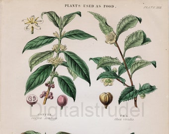 1870 Antyczny druk botaniczny - Kawa - Herbata - Czekolada - Chleb Owoce - Rośliny spożywcze - POBIERANIE CYFROWE