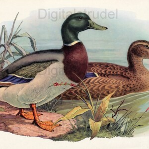 Ducks  No. 1 - Vintage Duck Print - DIGITAL DOWNLOAD
