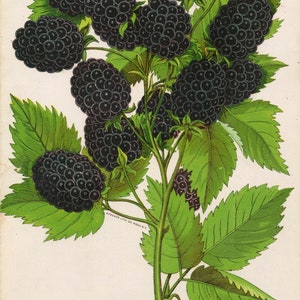 Antieke botanische print uit de jaren 1890 van Wachusett&#39;s doornloze bramen - DIGITALE DOWNLOAD