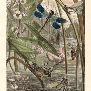 1885 Antique Dragonflies Print - DIGITAL DOWNLOAD