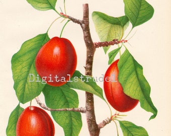 1890 年代のアンティーク植物プリント、カスバート ラズベリー